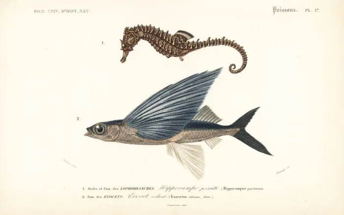 Framed Print : Lined seahorse and tropical two-wing flying-fish Framed Print : Lined seahorse and tropical two-wing flying-fish