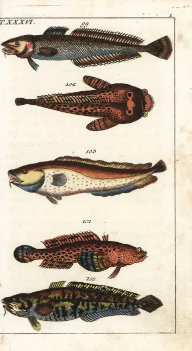 Framed Print : Ling, burbot, oyster toadfish and tusk