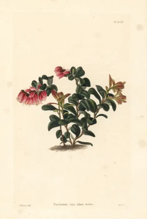 Framed Print : Lingonberry or cowberry, Vaccinium vitis-idaea minor Framed Print : Lingonberry or cowberry, Vaccinium vitis-idaea minor