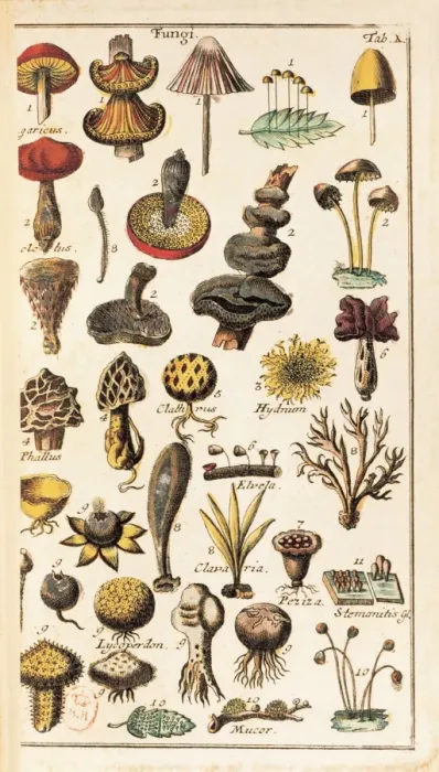 Framed Print : LINNAEUS, Carolus (1707-1778) Framed Print : LINNAEUS, Carolus (1707-1778)