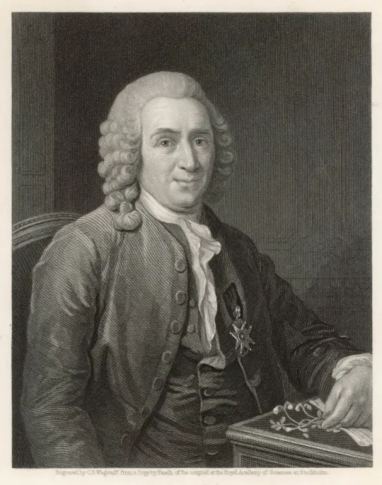 Framed Print : Linnaeus / Pasch Framed Print : Linnaeus / Pasch