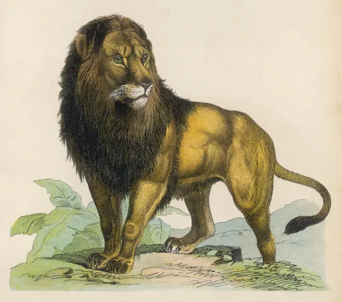 Framed Print : LION. Lion Framed Print : LION. Lion