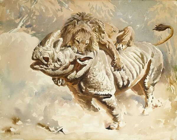 A lion attacking a rhino