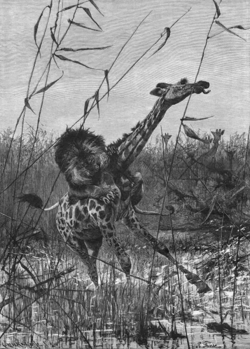 Framed Print : Lion Attacks Giraffe Framed Print : Lion Attacks Giraffe