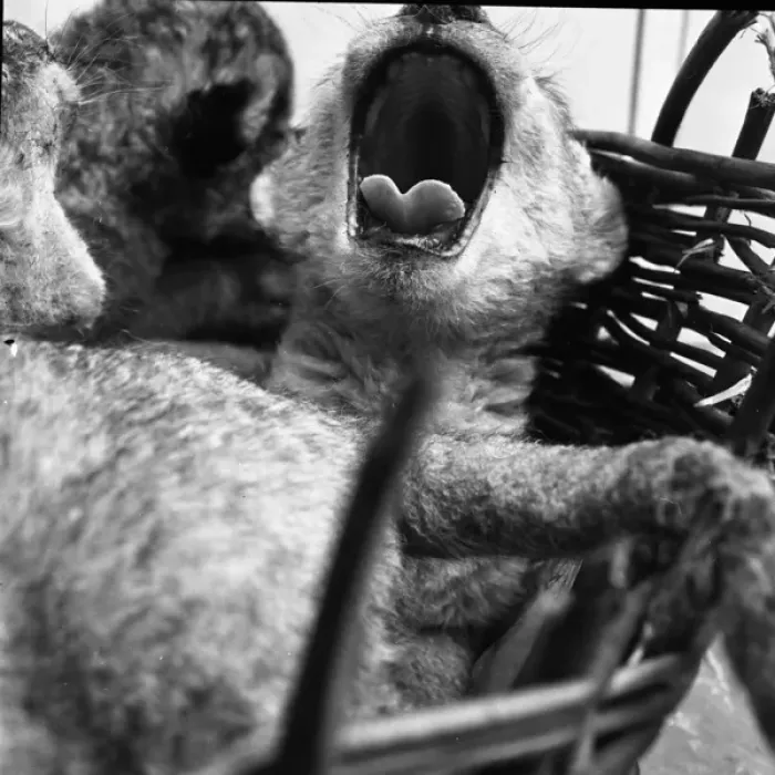 Framed Print : Lion cub in a basket Framed Print : Lion cub in a basket
