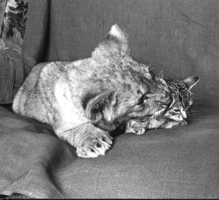 Framed Print : Lion cub with kitten on a sofa Framed Print : Lion cub with kitten on a sofa