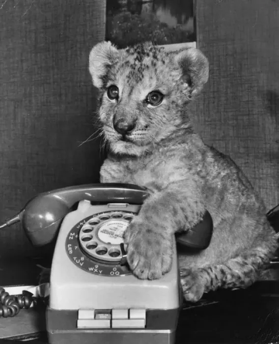 Framed Print : Lion cub with telephone Framed Print : Lion cub with telephone