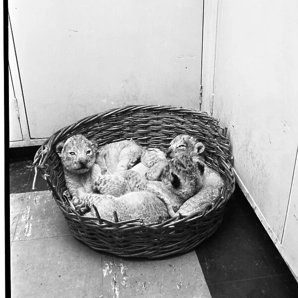 Lion cubs in a basket