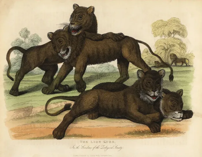 Framed Print : The Lion Cubs in the Gardens of the Zoological Society Framed Print : The Lion Cubs in the Gardens of the Zoological Society