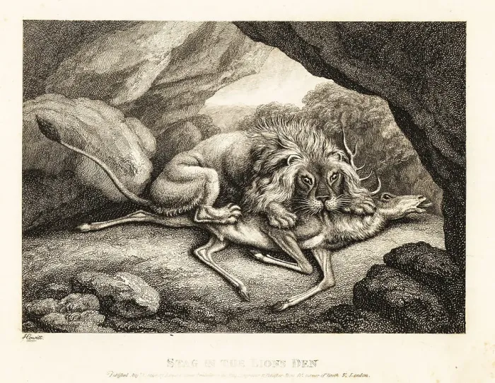 Framed Print : A lion eating the carcass of a stag in a cave Framed Print : A lion eating the carcass of a stag in a cave