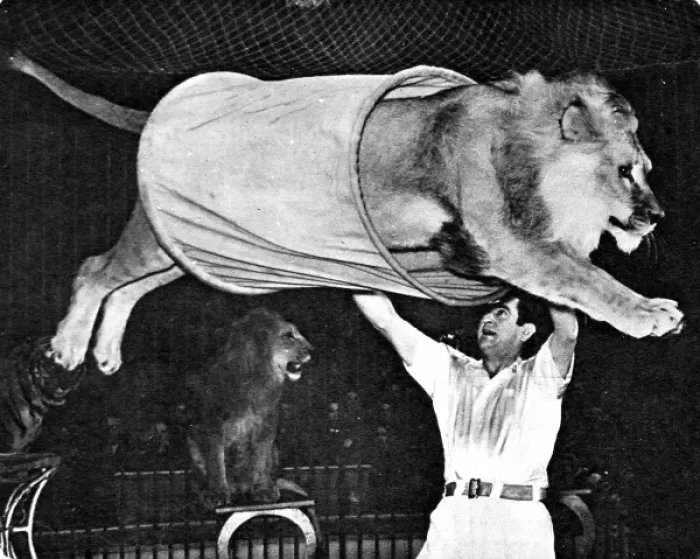 Framed Print : Lion jumping through a tube at the Bertram Mills Circus, 195 Framed Print : Lion jumping through a tube at the Bertram Mills Circus, 195