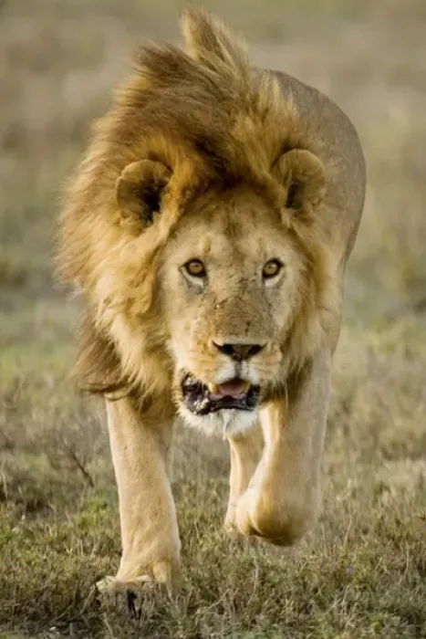 Framed Print : Lion - Male running Framed Print : Lion - Male running