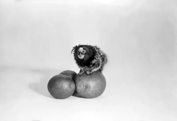 Framed Print : Lion Monkey Framed Print : Lion Monkey