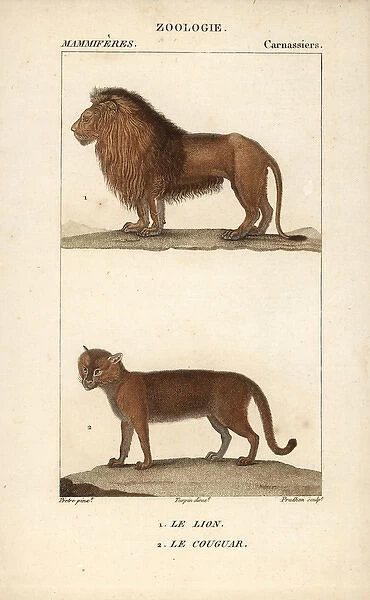 Lion, Panthera leo, and cougar, Puma concolor