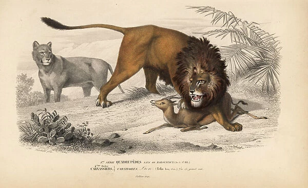 Lion, Panthera leo, hunting an antilope. Vulnerable