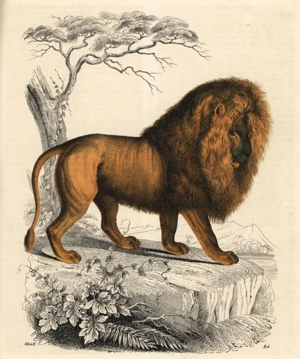 Framed Print : Lion, Panthera leo, male Framed Print : Lion, Panthera leo, male