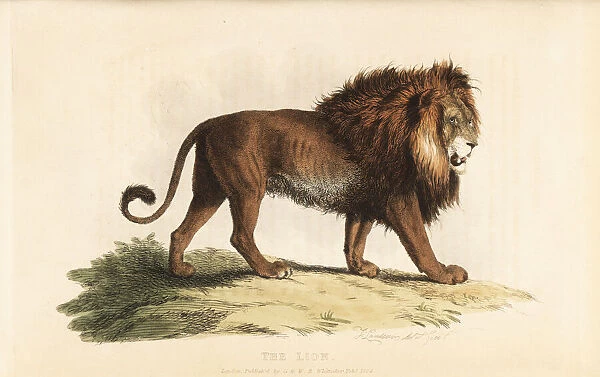 Lion, Panthera leo, male. Vulnerable