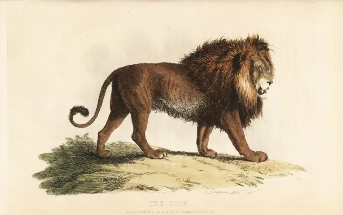 Framed Print : Lion, Panthera leo, male. Vulnerable Framed Print : Lion, Panthera leo, male. Vulnerable