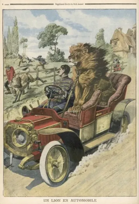 Framed Print : Lion in Passenger Seat Framed Print : Lion in Passenger Seat