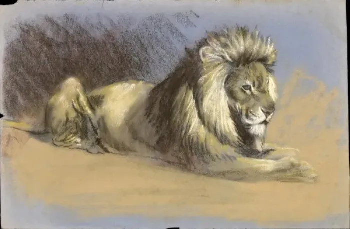 Framed Print : A Lion - Pastel study Framed Print : A Lion - Pastel study