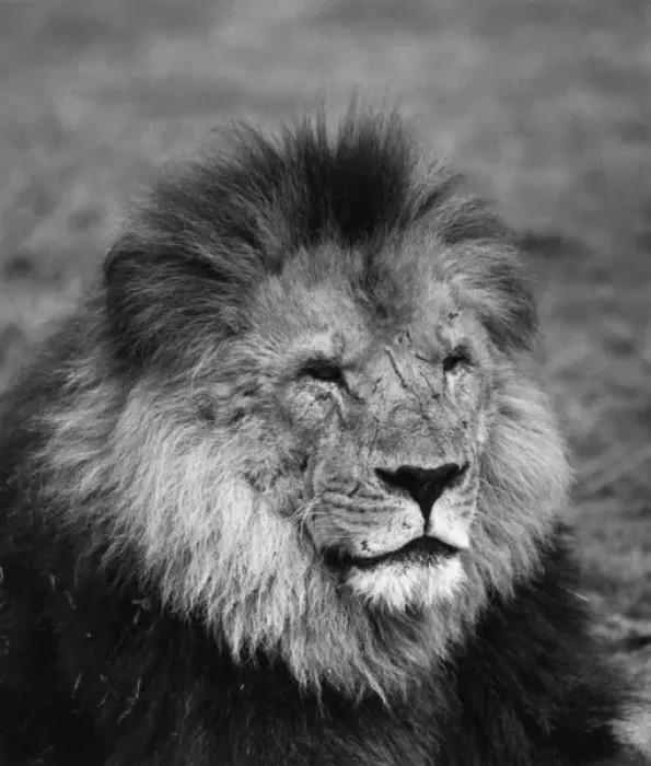 Framed Print : Lion in repose Framed Print : Lion in repose