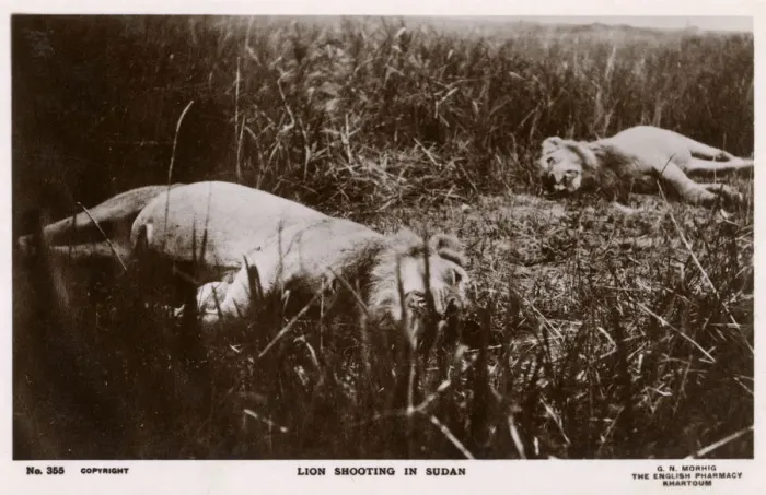 Framed Print : Lion Shooting in Sudan, Africa Framed Print : Lion Shooting in Sudan, Africa