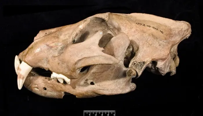 Framed Print : Lion skull with lower jaw viewed from left side Framed Print : Lion skull with lower jaw viewed from left side