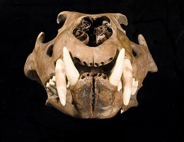 Lion skull with lower jaw viewed from right side