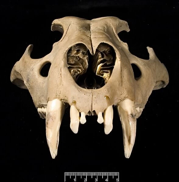 Lion skull viewed from the front