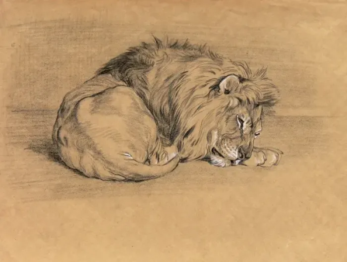 Framed Print : Lion sleeping Framed Print : Lion sleeping