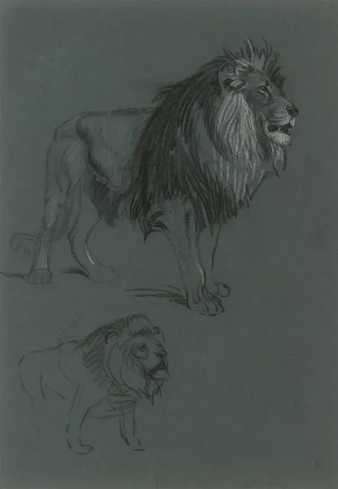 Framed Print : Lion Studies Framed Print : Lion Studies
