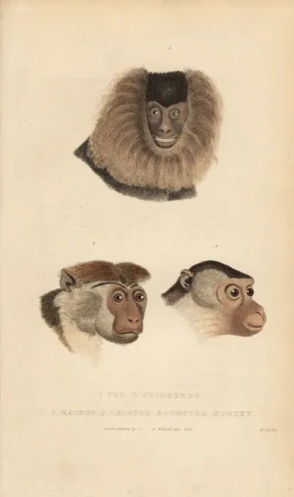 Framed Print : Lion-tailed macaque, pig-tailed macaque and toque macaque Framed Print : Lion-tailed macaque, pig-tailed macaque and toque macaque