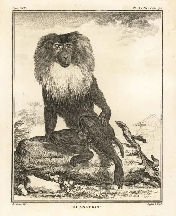 Framed Print : Lion-tailed macaque or wanderoo, Macaca silenus. Endandered Framed Print : Lion-tailed macaque or wanderoo, Macaca silenus. Endandered
