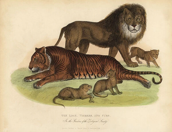 Lion, Tigress and Cubs