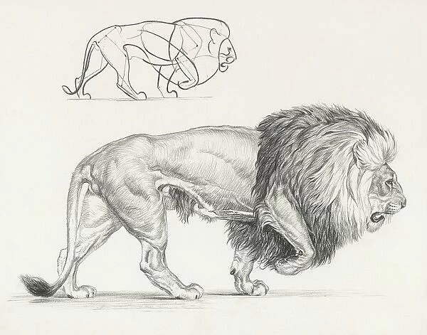 The Lion Walks