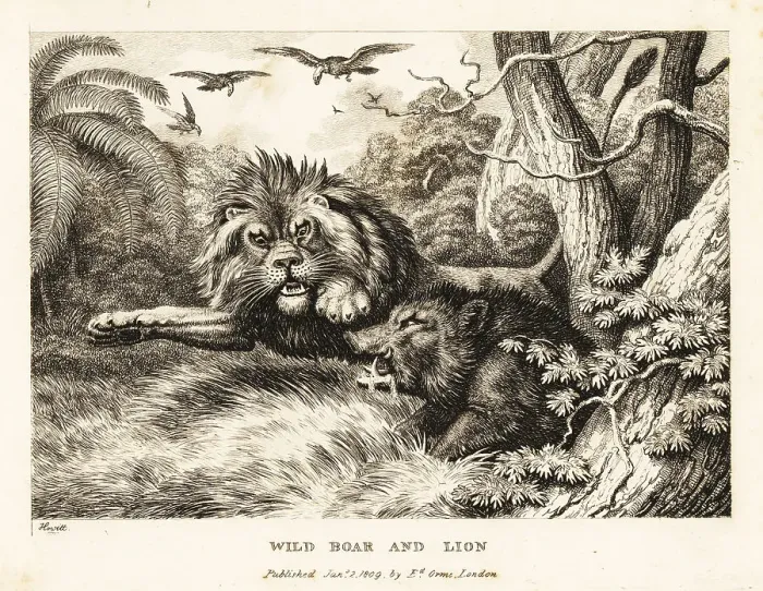 Framed Print : A lion and wild boar fight while vultures circle above Framed Print : A lion and wild boar fight while vultures circle above