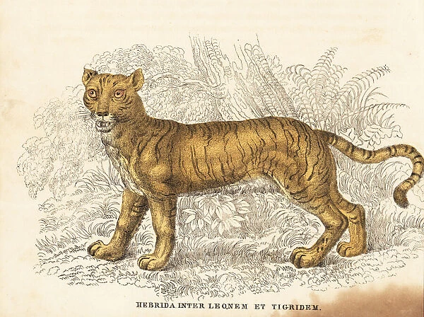 Lion x tiger hybrid