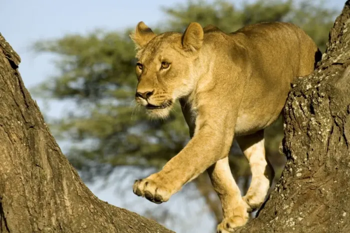 Framed Print : Lion - Young climbing tree Framed Print : Lion - Young climbing tree