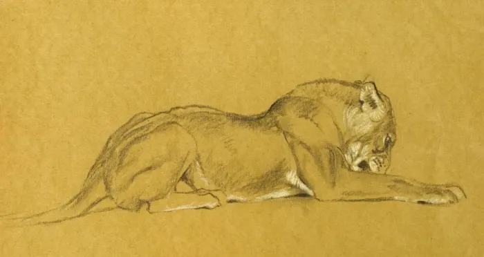Framed Print : Lioness. Study of a lioness Framed Print : Lioness. Study of a lioness