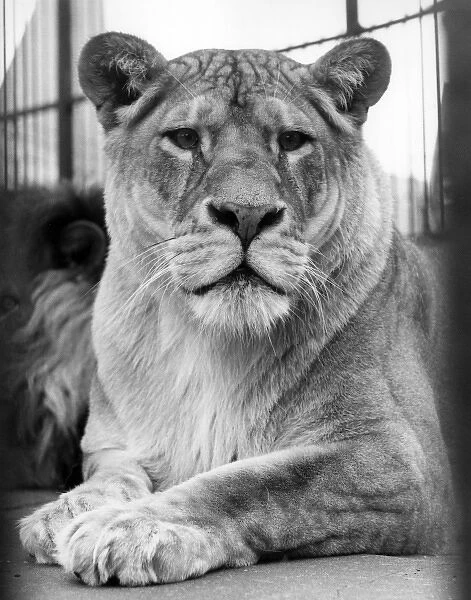 LIONESS. A proud lioness. Date: 1960s