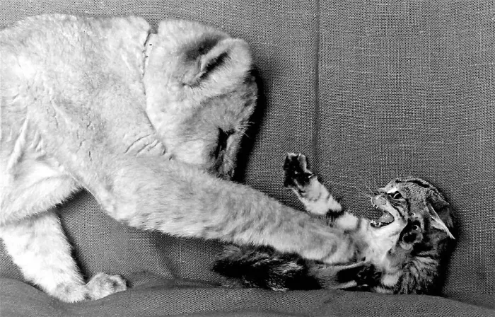 Framed Print : Lioness cub Honey with kitten Pinkle on a sofa Date: circa 1960s Framed Print : Lioness cub Honey with kitten Pinkle on a sofa Date: circa 1960s