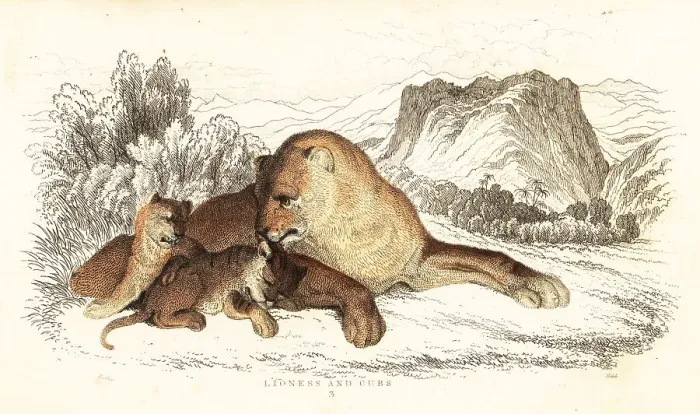 Framed Print : Lioness and cubs, Panthera leo Framed Print : Lioness and cubs, Panthera leo