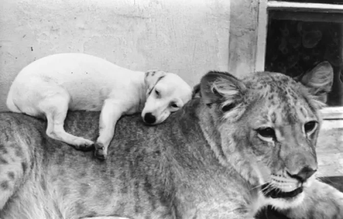 Framed Print : Lioness and dog, best of friends Framed Print : Lioness and dog, best of friends