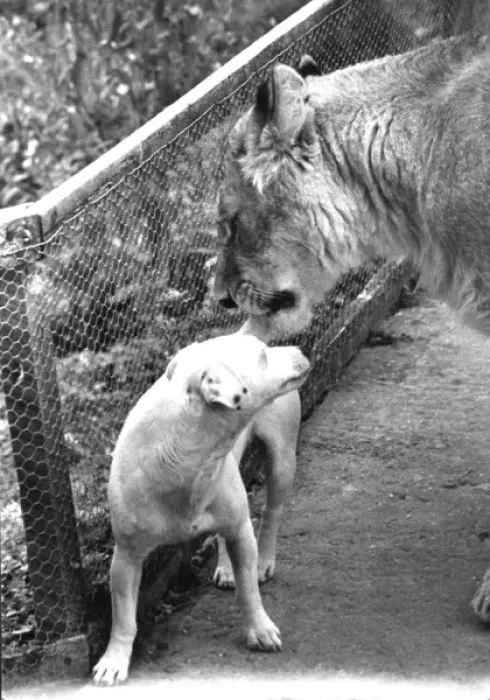 Framed Print : Lioness and dog, best of friends Framed Print : Lioness and dog, best of friends