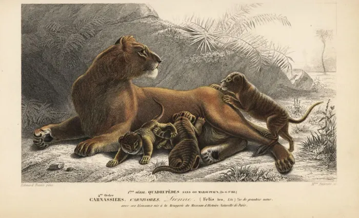 Framed Print : Lioness, Panthera leo, with cubs. Vulnerable Framed Print : Lioness, Panthera leo, with cubs. Vulnerable