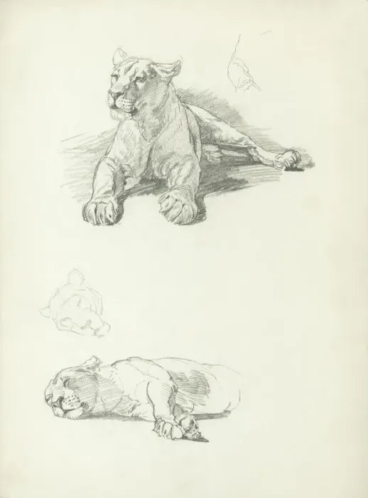 Framed Print : Lioness Studies Framed Print : Lioness Studies