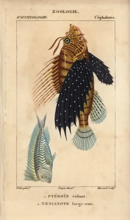 Framed Print : Lionfish, Pterois volitans, and blue blanquillo Framed Print : Lionfish, Pterois volitans, and blue blanquillo