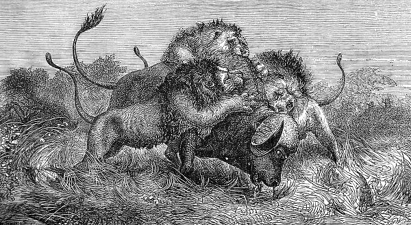 Lions attacking a Buffalo, South Africa, 1857