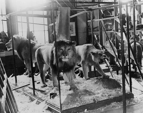 Lions in debris, 1944. The Natural History Museum, London