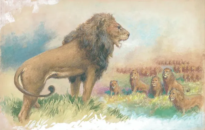 Framed Print : Lions by George Rankin Framed Print : Lions by George Rankin
